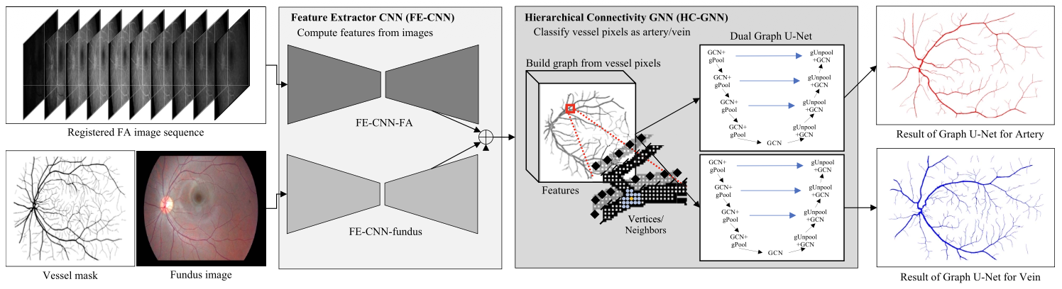 Combined deep learning of fundus images and fluorescein angiography for retinal artery/vein classification